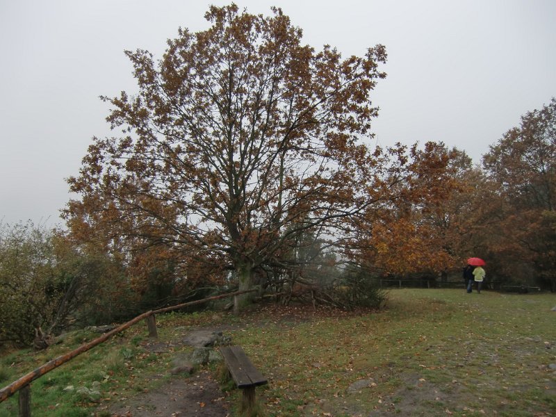 Wilseder Berg 1 2010 067
